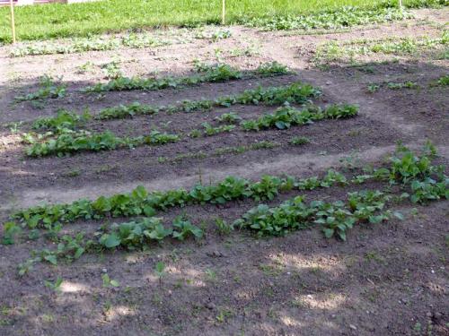 Sklizeň ředkviček - 3. třída